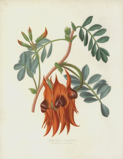 Clianth Dampiers，Clianthus Dampieri 作者 英语学校